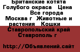 Британские котята Голубого окраса › Цена ­ 8 000 - Все города, Москва г. Животные и растения » Кошки   . Ставропольский край,Ставрополь г.